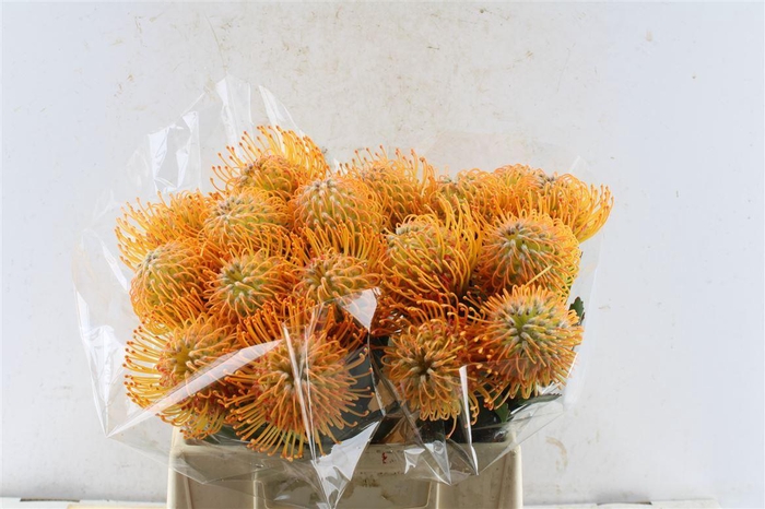 <h4>Leuco Co Soleil</h4>