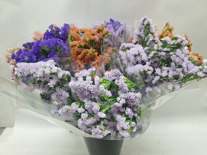 <h4>Mono Statice Ass. X5</h4>