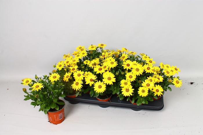 <h4>OSTEO SENORI SOLANA</h4>