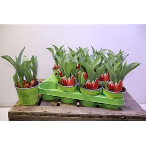 arr8 Tul Canasta Rood Wit