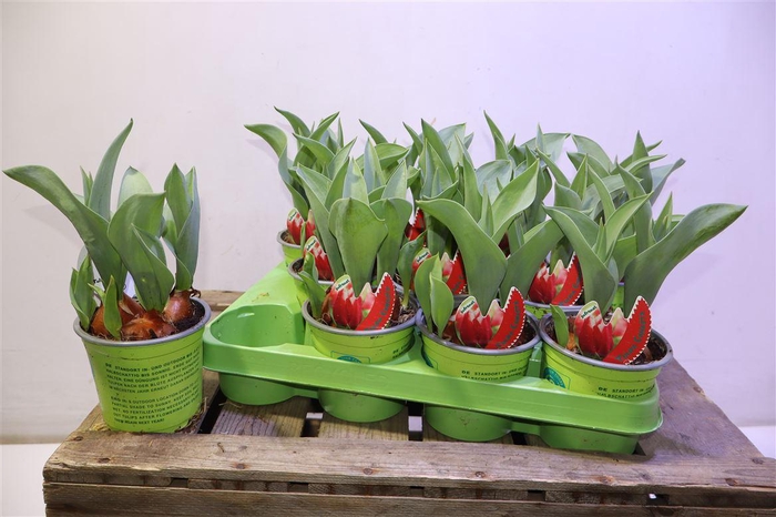 <h4>arr8 Tul Canasta Rood Wit</h4>