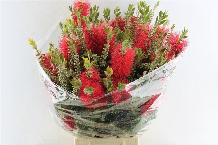 <h4>Callistemon</h4>