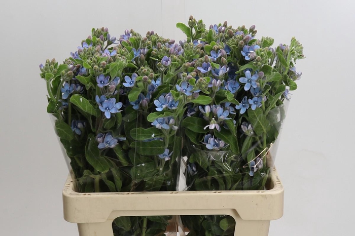 Oxypetalum Tweedia Blue