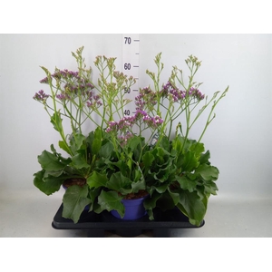 Limonium  'Salt Lake'