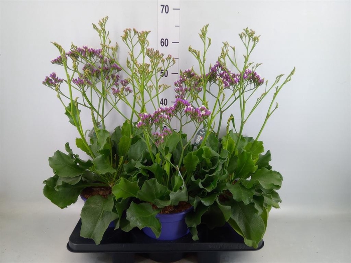 <h4>Limonium  'Salt Lake'</h4>