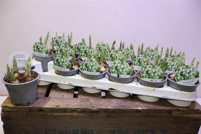 <h4>arr8 Galanthus Hippolyta</h4>