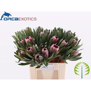 PROTEA PINK ICE