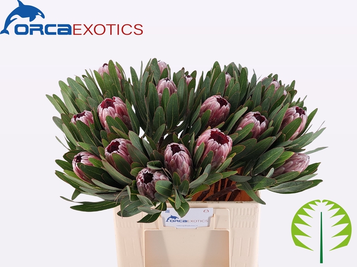 PROTEA PINK ICE