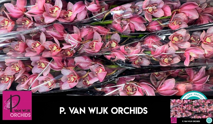 <h4>CYMB T MYS PINK BLOS</h4>