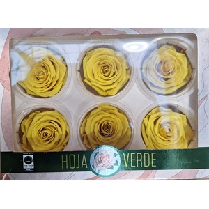 Preserved Rosa Yel