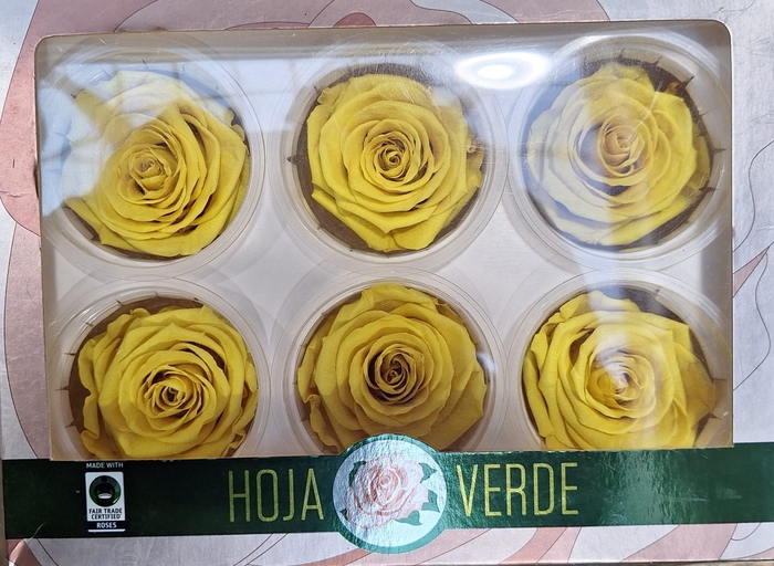 <h4>Preserved Rosa Yel</h4>