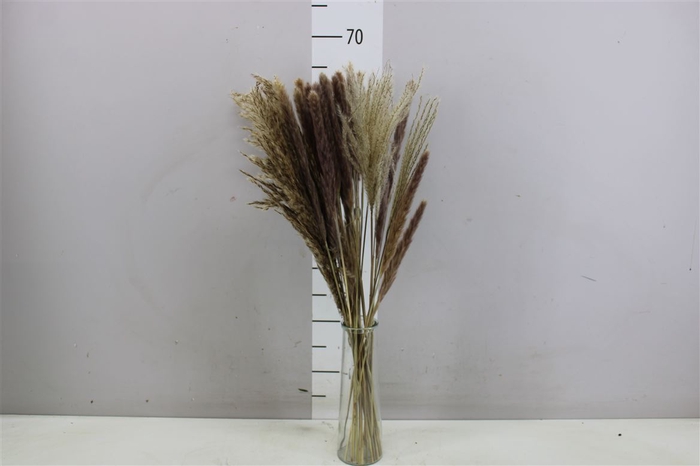 D1140 Arr. Pampas Ass. Bttle L-77 W-15 H-9 D-8