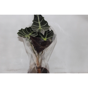 ALOCASIA POLLY P17