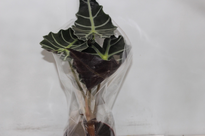 <h4>ALOCASIA POLLY P17</h4>