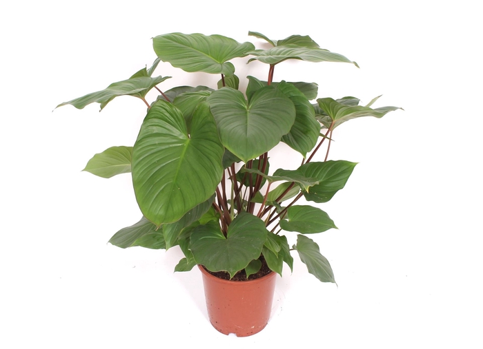 <h4>Homalomena rubescens 'Maggy'</h4>