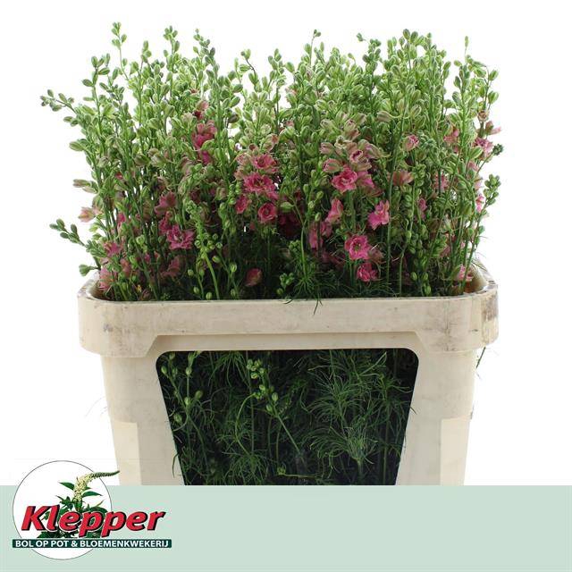 <h4>Delph Ridder Rose Klepper</h4>