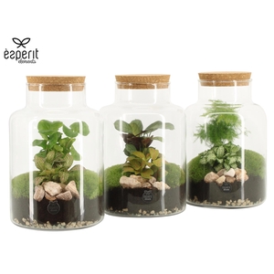 90068: Terrarium arrangement