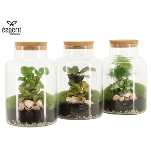 90068: Terrarium arrangement