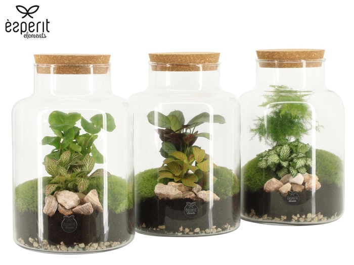 <h4>90068: Terrarium arrangement</h4>