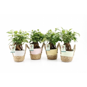 Ficus microcarpa Retusa in Noah Pastel