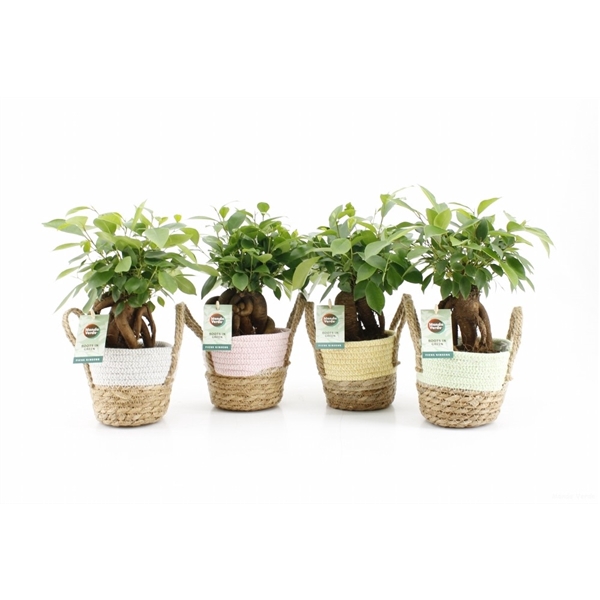 <h4>Ficus microcarpa Retusa in Noah Pastel</h4>