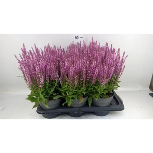 Salvia nemorosa ...