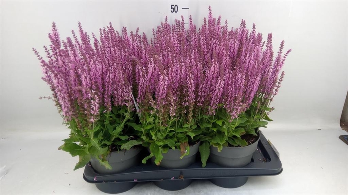 <h4>Salvia nemorosa ...</h4>