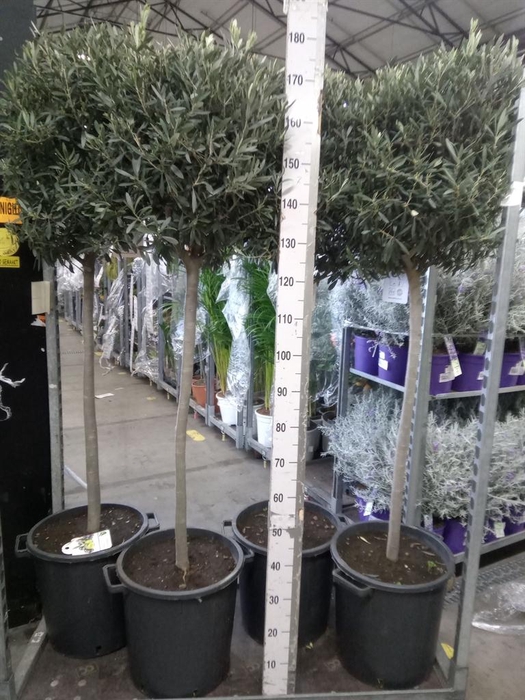 <h4>Olea europaea</h4>