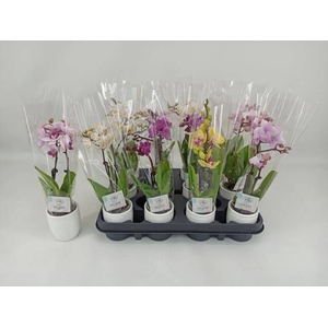 PHAL MINI