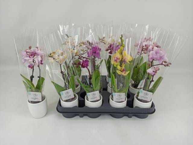 <h4>PHAL MINI</h4>