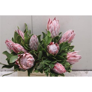 Protea Cynaroides