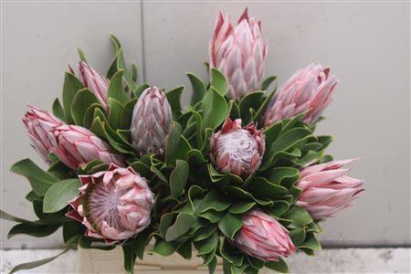 <h4>Protea Cynaroides</h4>