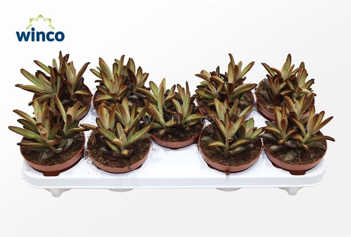 <h4>Kalanchoe Tomentosa Chocolate Soldier</h4>