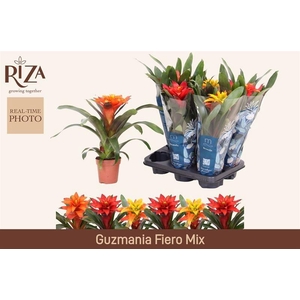 GUZM GEM 3 SRT