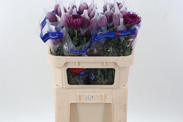 <h4>Chr G Lamira</h4>