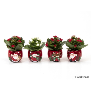 KALANCHOE BLOSSF KERST P6 E 2308