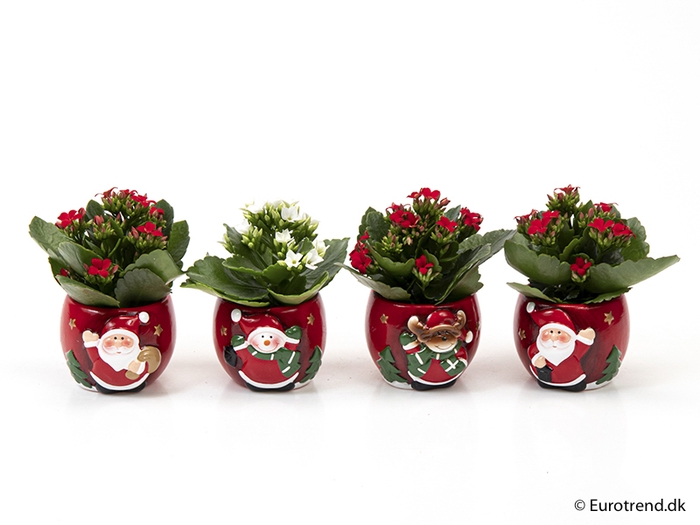 <h4>KALANCHOE BLOSSF KERST P6 E 2308</h4>