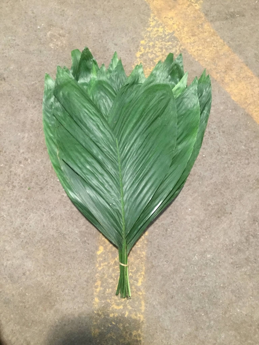 <h4>COCOS LARGE</h4>