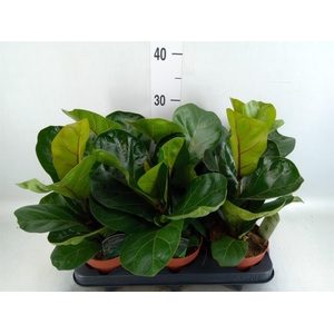 Ficus lyrata 'Bambino'