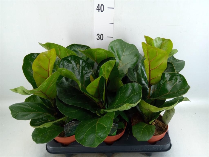 Ficus lyrata 'Bambino'