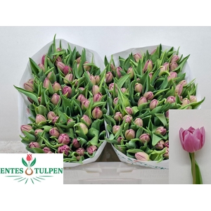 TU DU DOUBLE PRINCES