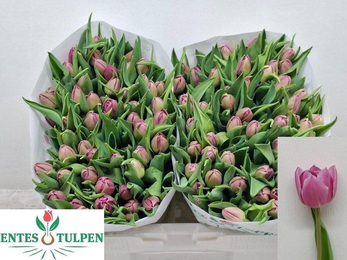 <h4>TU DU DOUBLE PRINCES</h4>