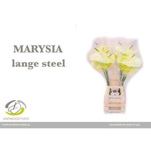 Anth A Marysia