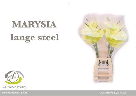 <h4>Anth A Marysia</h4>