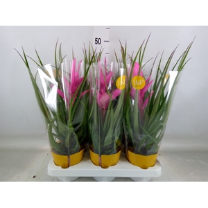 Tillandsia  'Antonio'