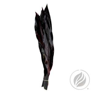 CORDYLINE BLACK TIE ADG 80CM