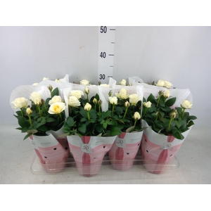 Rosa  'Amorosa Infinity White'