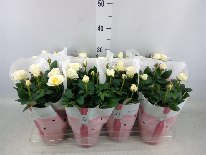 <h4>Rosa  'Amorosa Infinity White'</h4>