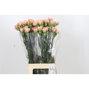Dianthus St Honey