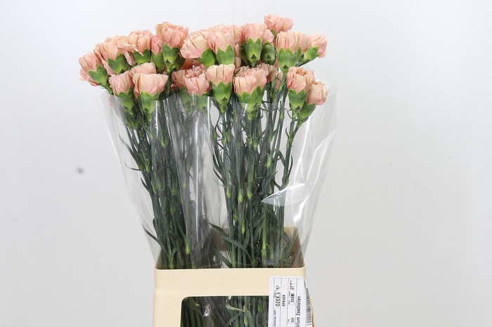 <h4>Dianthus St Honey</h4>